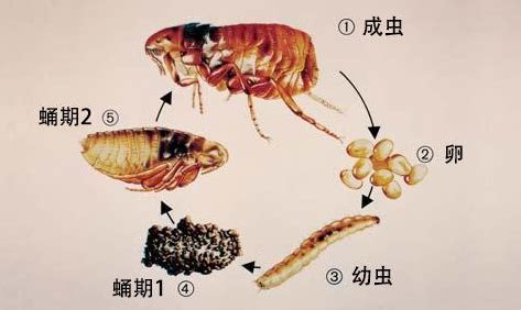 跳蚤存活|一只跳蚤可以活多久？